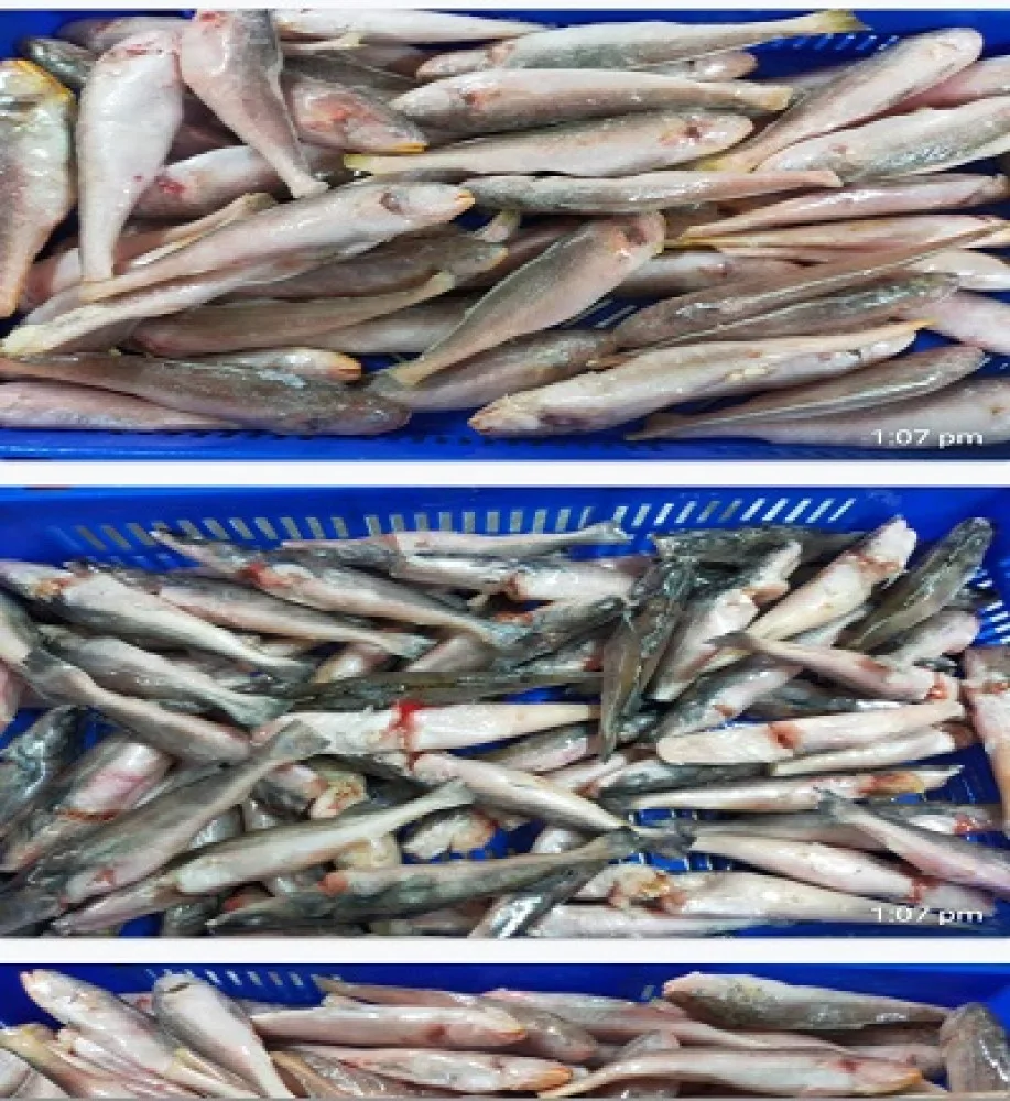 Fish